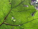 Blatt IMG_1802 Kopie.jpg   26.04